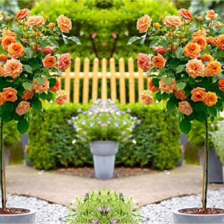 Pair of Patio Standard Orange Rose Trees Rose Trees Circa 100cm Tall