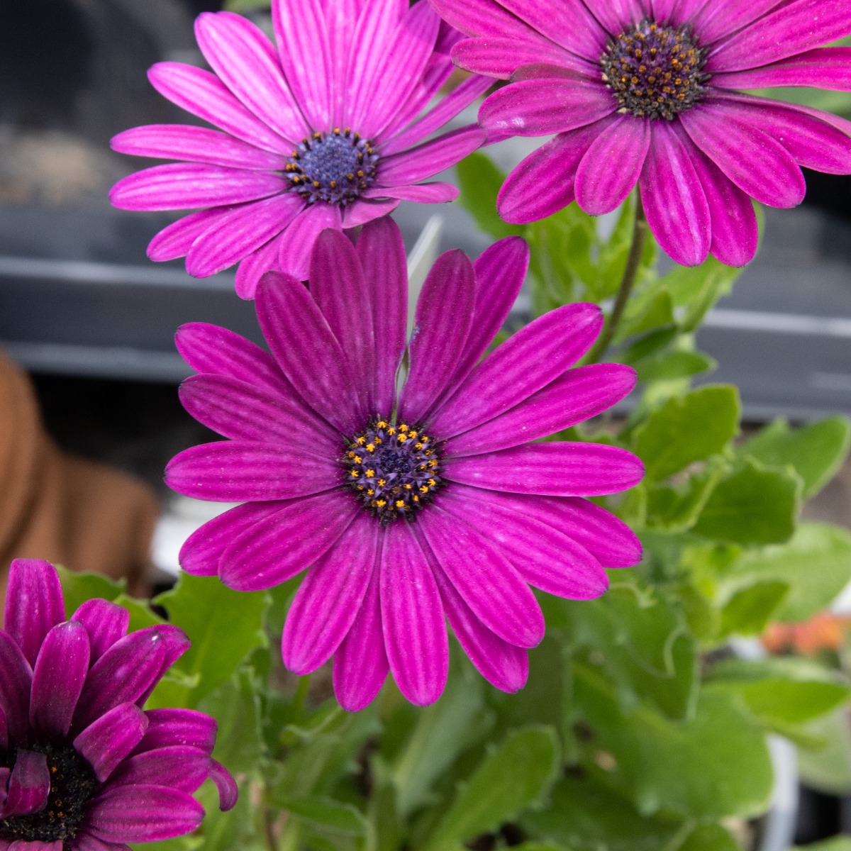 Osteospermum Dark Purple