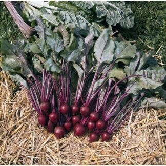 Beetroot Plant 'Pablo F1'