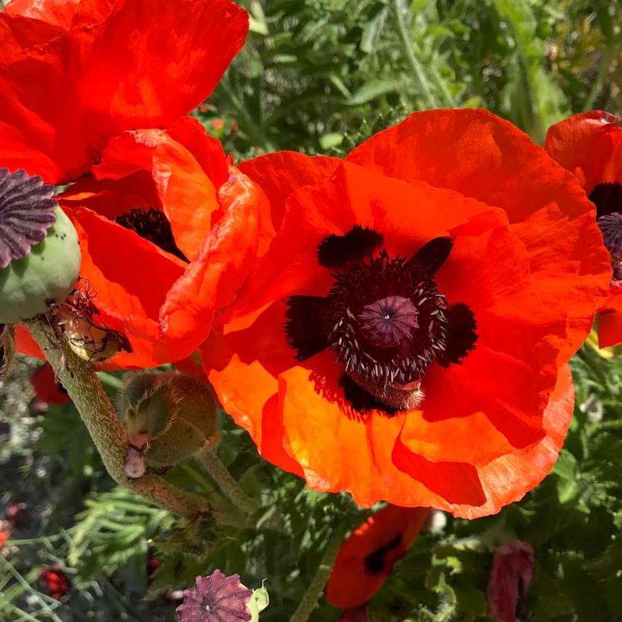 Papaver Orientale 'Allegro' - Brilliant Orange-Red Oriental Poppy