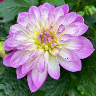 Patio Dahlia Plant Pink Picotee in Bud & Bloom