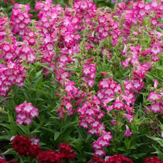 Penstemon 'Arabesque Orchid'