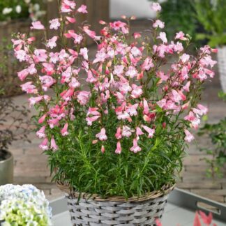 Penstemon 'Arabesque Apple Blossom'