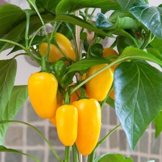Sweet Pepper 'Snack Yellow'