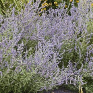 Perovskia Atriplicifolia Prime Time - Russian Sage