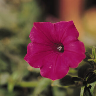 Petunia Hybrida Tidal Wave Cherry