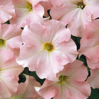 Petunia Hybrida Dreams Appleblossom