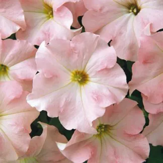 Petunia Hybrida Dreams Appleblossom
