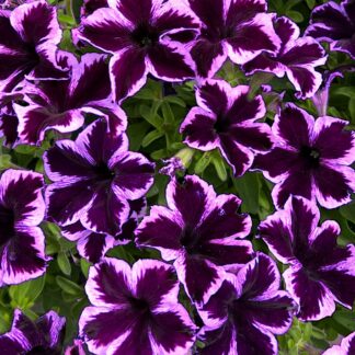 Petunia Cosmic Violet - in Bud & Bloom