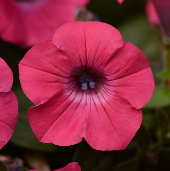 Petunia Hybrida Tidal Wave Hot Pink