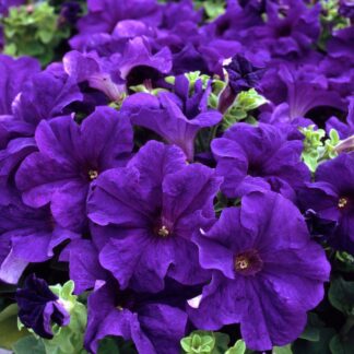 Petunia Trailing Blue - Pack of Six Potted Plants