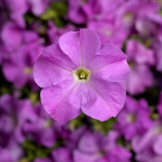 Petunia Grandflora Tritunia Lavender