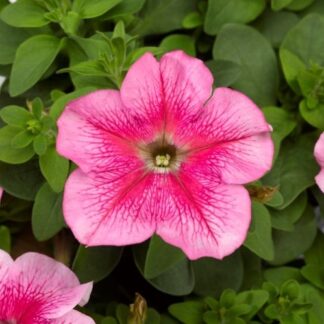 Petunia Grandflora Tritunia Pink Veined