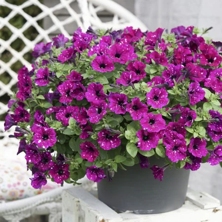 Petunia Circus Sky in Bud And Bloom