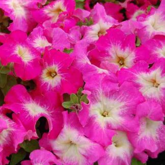 Petunia Grandflora Limbo Rose Morn