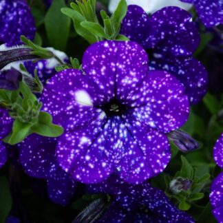 Petunia Night Sky - in Bud & Bloom