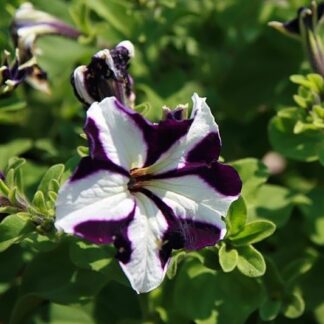 Petunia Ultra Blue Star