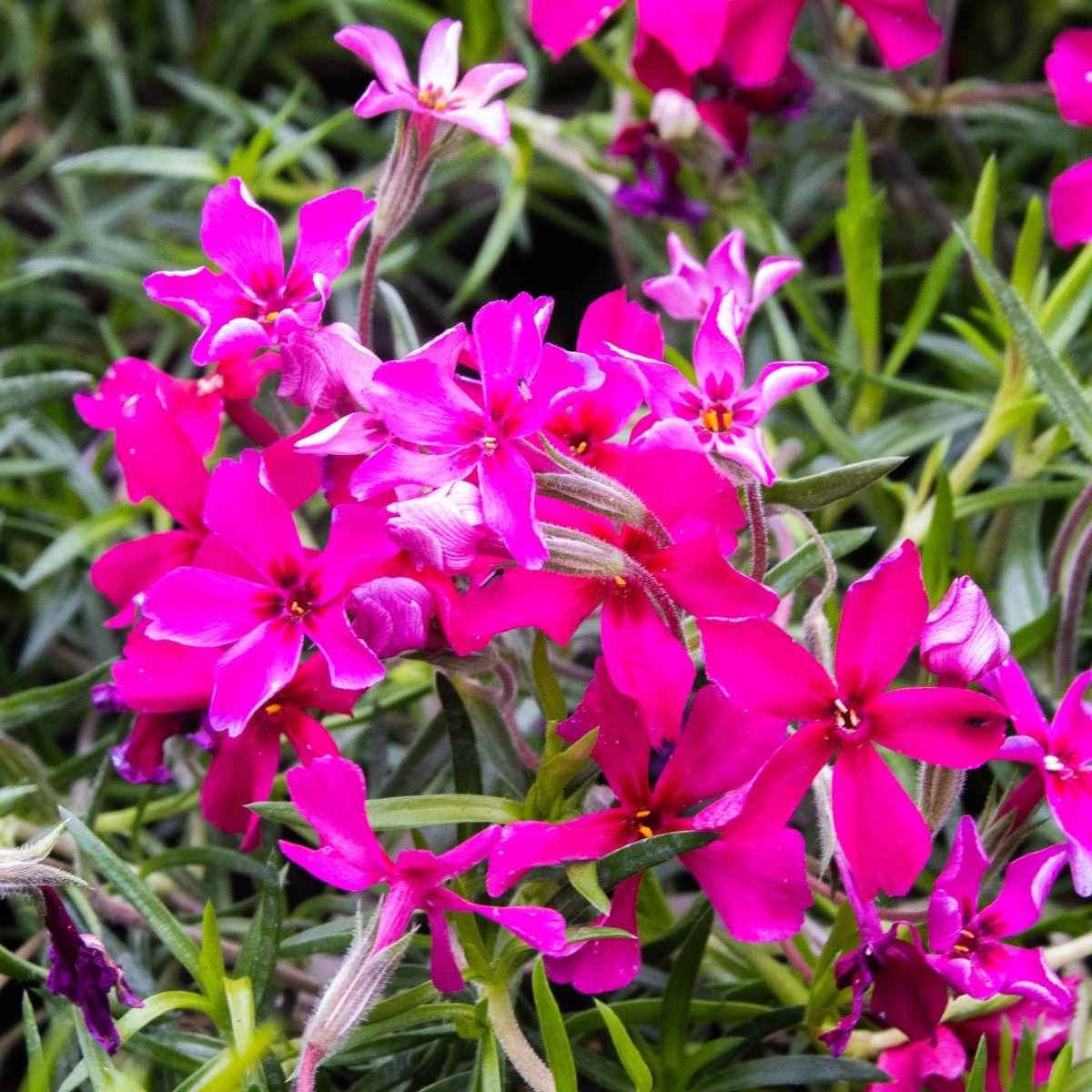 Phlox Subulata Scarlet Flame