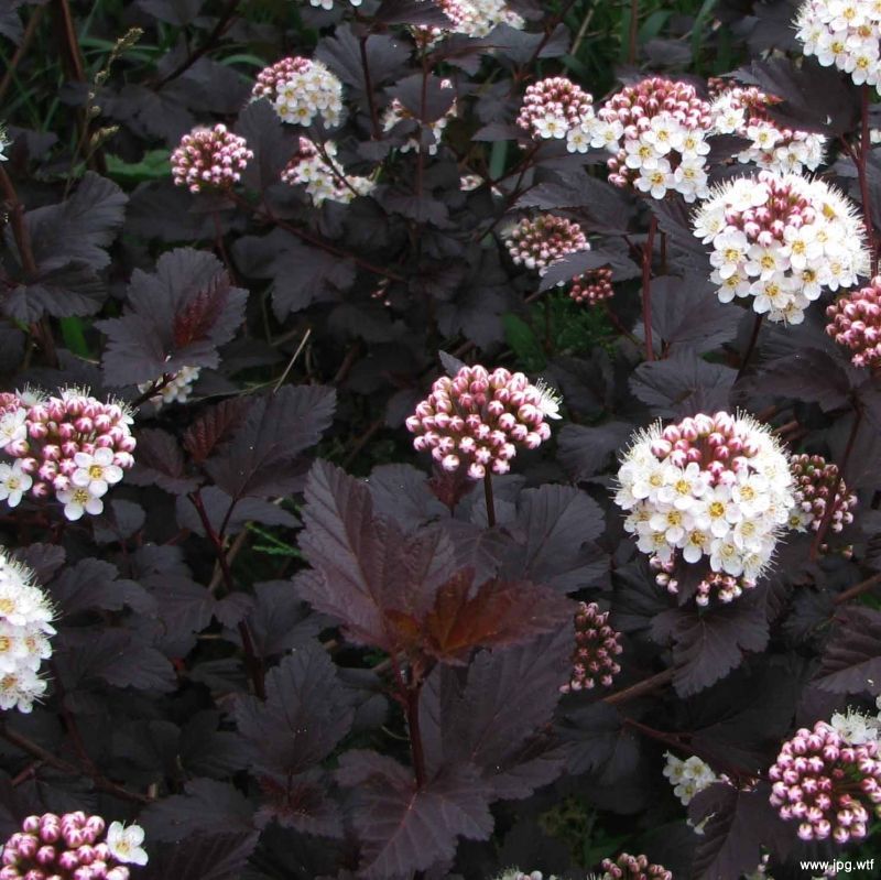 Physocarpus Opulifolius Diabolo - Diablo Ninebark