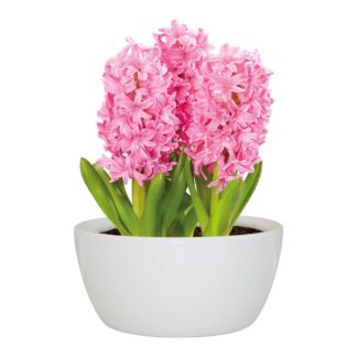 Hyacinth Indoor Grow Set in White Ceramic Planter