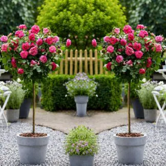 Pair of Patio Standard Pink Rose Trees Circa 100cm Tall - in Bud & Bloom