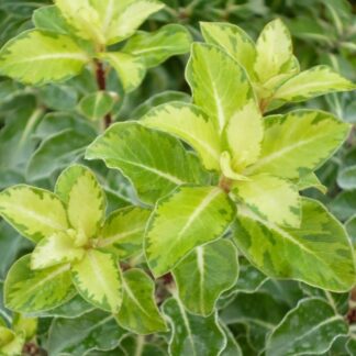 Pittosporum Tenuifolium Gold Star -  Abbotsbury Gold Evergreen Kohuhu