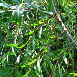 Salix Purpurea 'Pendula'