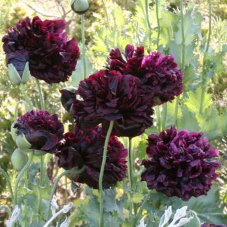 Poppy Plant 'Black Beauty' - Papaver Somniferum Var. Paeoniiflorum - Peony Flowered Poppy