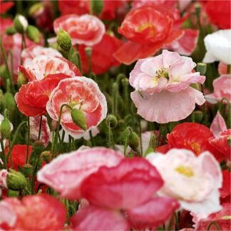 Poppy Plant 'Falling in Love' - Papaver Rhoeas