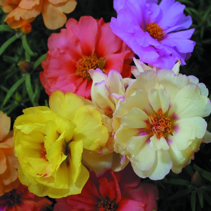 Portulaca Grandiflora Double Mixed