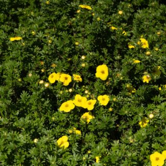 Potentilla Fruticosa Mix