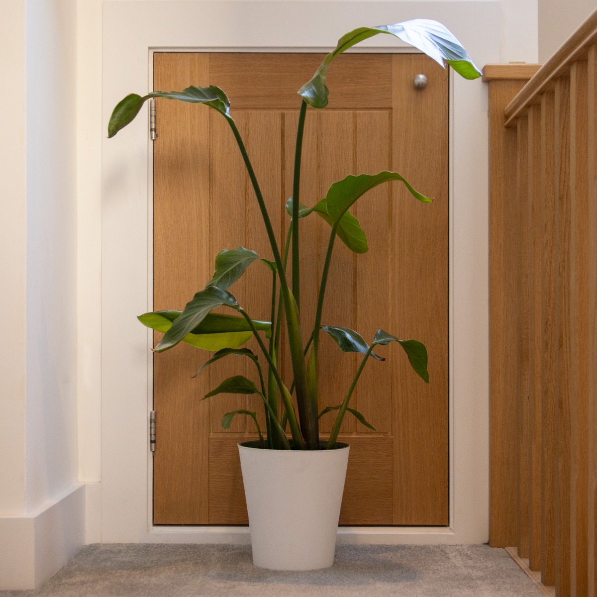 Rare - Strelitzia Nicolai - White Bird of Paradise Plant 70cm Tall