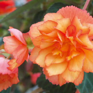 Begonia Illumination Golden Picotee - in Bud & Bloom
