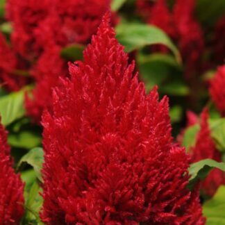 Celosia Plumosa 'Fresh Look Red'