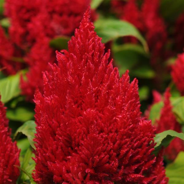 Celosia Plumosa 'Fresh Look Red'