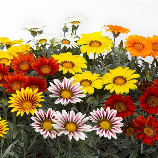 Large Gazania Sun Daisy Mix