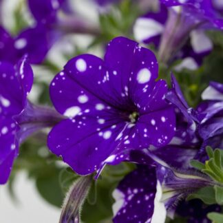 Petunia Night Sky in Bud And Bloom