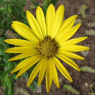 Osteospermum Yellow