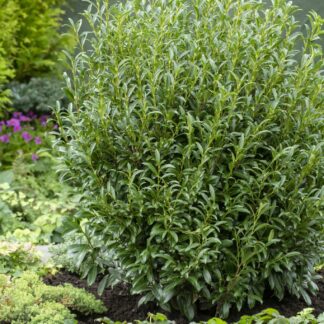 Prunus Laurocerasus 'Filigrow Szofi' (Sofia) - Hardy Dwarf Evergreen Laurel