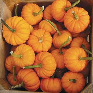 Pumpkin Plant 'Jack Be Little'