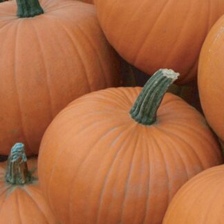 Pumpkin Plant 'Racer'