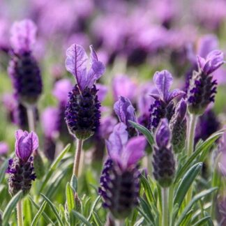 Lavender Stoechas Purple Flag - French Lavender - Lavendula - in Bud & Bloom