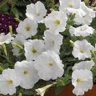 Petunia Ramblin White