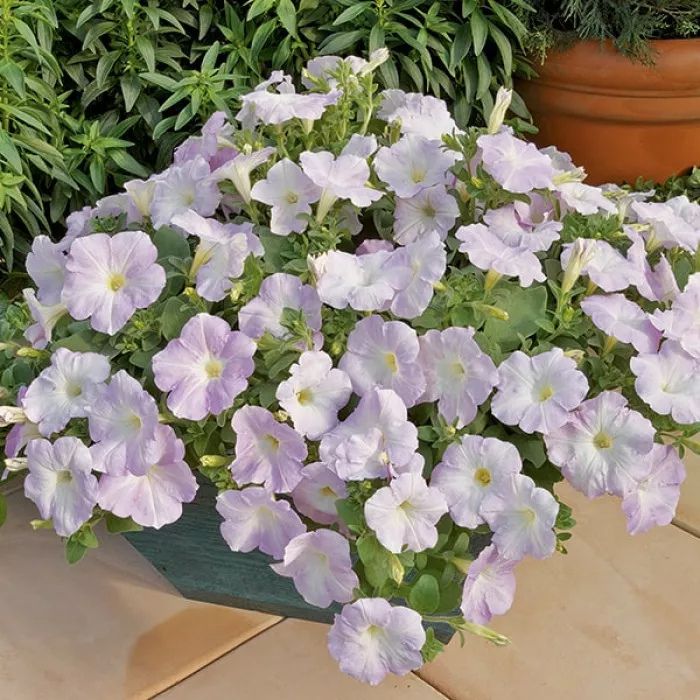 Petunia Ramblin Lilac Glow