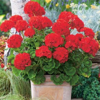 Large Geranium Red - Pelargonium - in Bud & Bloom
