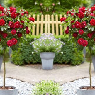 Pair of Patio Standard Red Flowering Garden Rose Trees Circa 100cm Tall - in Bud & Bloom