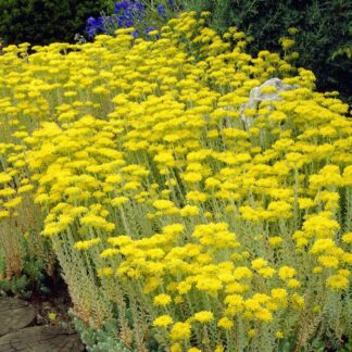 Sedum Reflexum -  Blue Stonecrop