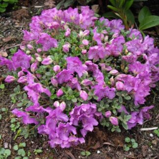 Rhododendron Keleticum