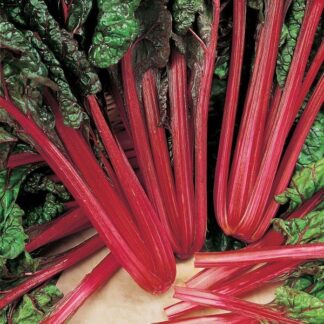 Beet Plant - Leaf Rhubarb Chard