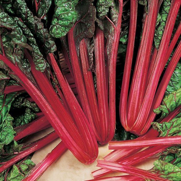 Beet Plant - Leaf Rhubarb Chard